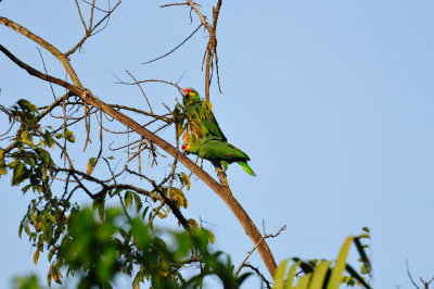 Chan Chich Belize 3-14-11 0980.JPG