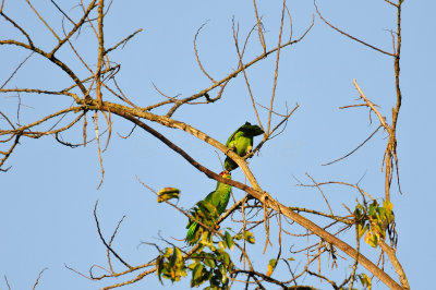 Chan Chich Belize 3-14-11 0981.JPG