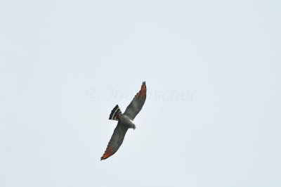 Chan Chich Belize 3-14-11 1069.JPG