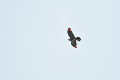 Chan Chich Belize 3-14-11 1072.JPG