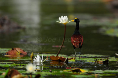 Chan Chich Belize 3-15-11 1585.JPG
