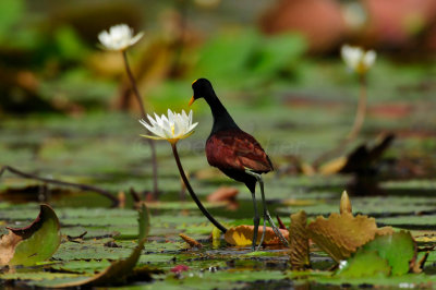 Chan Chich Belize 3-15-11 1590.JPG