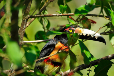 Chan Chich Belize 3-14-11 1218.JPG