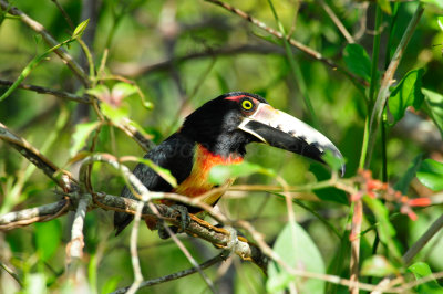 Chan Chich Belize 3-14-11 1224.JPG