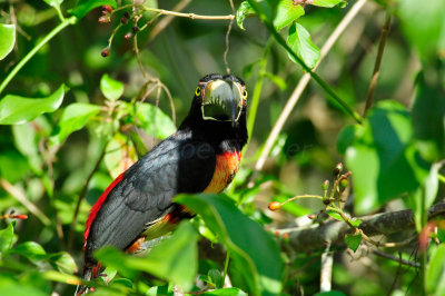 Chan Chich Belize 3-14-11 1231.JPG
