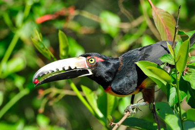 Chan Chich Belize 3-14-11 1244.JPG