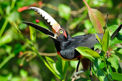 Chan Chich Belize 3-14-11 1248.JPG