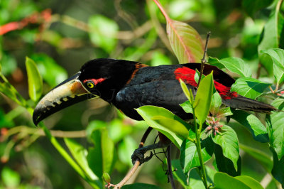 Chan Chich Belize 3-14-11 1257.JPG