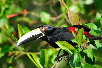 Chan Chich Belize 3-14-11 1258.JPG