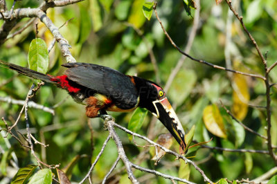 Chan Chich Belize 3-14-11 1264.JPG