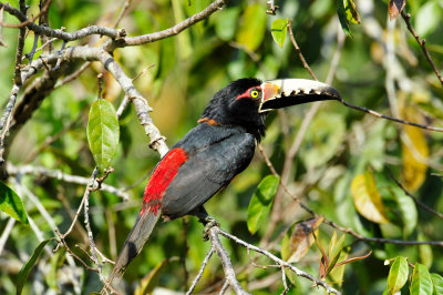 Chan Chich Belize 3-14-11 1275.JPG