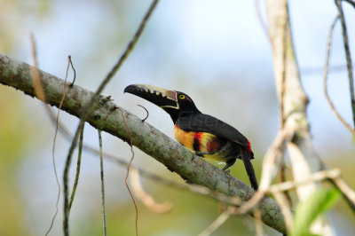 Chan Chich Belize 3-14-11 1298.JPG