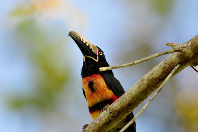 Chan Chich Belize 3-14-11 1304.JPG