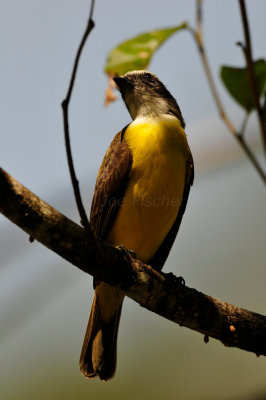 Chan Chich Belize 3-14-11 1161.JPG