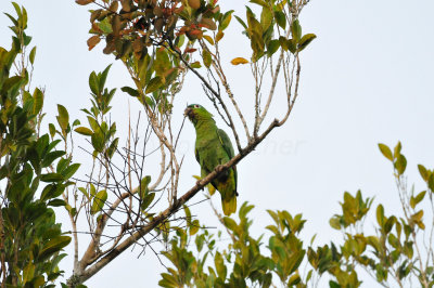 Chan Chich Belize 3-14-11 1486.JPG