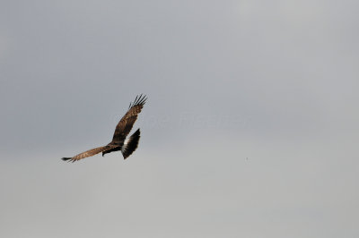 Chan Chich Belize 3-15-11 1601.JPG