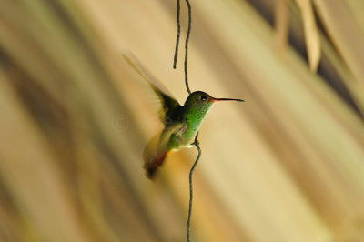 Chan Chich Belize 3-15-11 1808.JPG