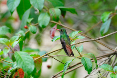 Chan Chich Belize 3-16-11 2095.JPG