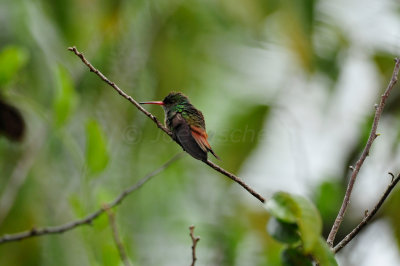 Chan Chich Belize 3-16-11 2142.JPG