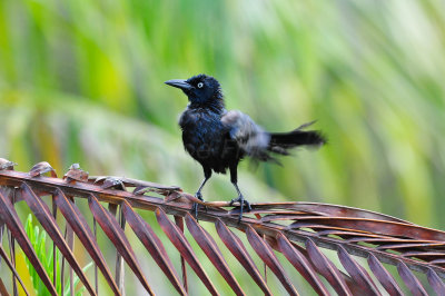 Turneffe Flats Belize 3-17-11 2266.JPG