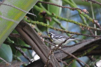Turneffe Flats Belize 3-18-11 2456.JPG