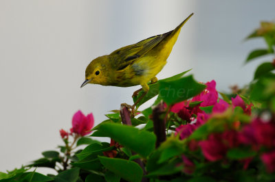 Turneffe Flats Belize 3-18-11 2491.JPG