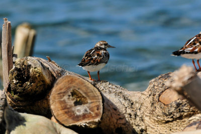 Turneffe Flats Belize 3-18-11 2533.JPG