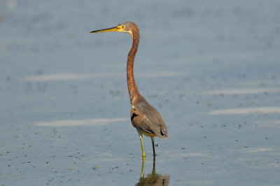 Turneffe Flats Belize 3-18-11 2590.JPG