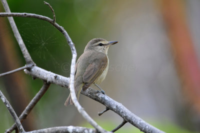 Turneffe Flats Belize 3-18-11 2625.JPG