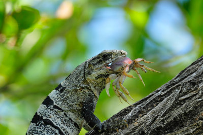 Black Spiny Iguana