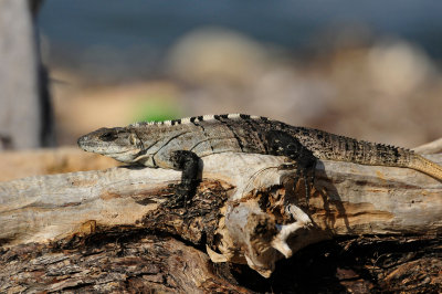 Turneffe Flats Belize 3-18-11 2610.JPG