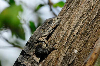 Turneffe Flats Belize 3-18-11 2613.JPG