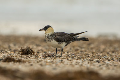 Bolivar Peninsula 5-31-15 0313-0028.jpg
