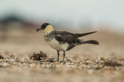Bolivar Peninsula 5-31-15 0375-0034.jpg
