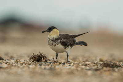 Bolivar Peninsula 5-31-15 0389-0035.jpg