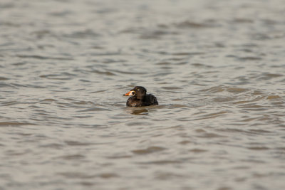 Bolivar Peninsula 5-31-15 0518-0053.jpg