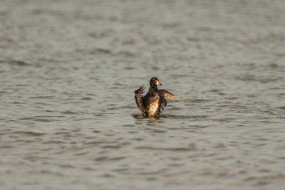 Bolivar Peninsula 5-31-15 0567-0058.jpg
