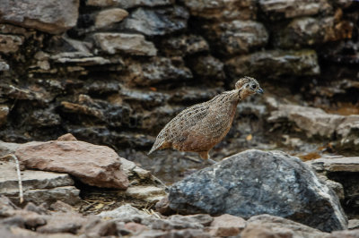 Davis Mtns SP 3-16-12 1224-0203.jpg