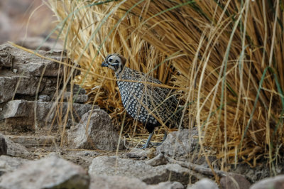 Davis Mtns SP 3-16-12 1232-0204.jpg