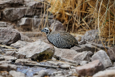 Davis Mtns SP 3-16-12 1241-0205.jpg