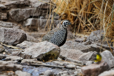 Davis Mtns SP 3-16-12 1252-0206.jpg