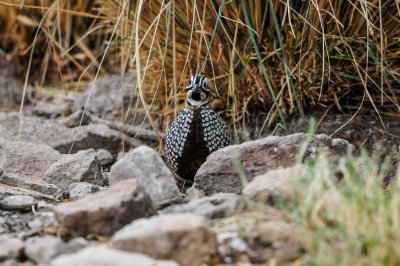 Davis Mtns SP 3-16-12 1260-0207.jpg