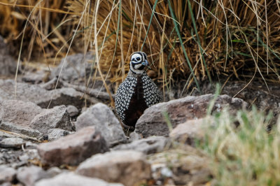 Davis Mtns SP 3-16-12 1264-0208.jpg