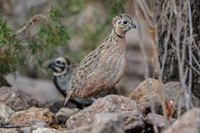 Davis Mtns SP 3-16-12 1283-0209.jpg
