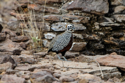 Davis Mtns SP 3-16-12 1413-0214.jpg