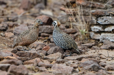 Davis Mtns SP 3-16-12 1423-0215.jpg