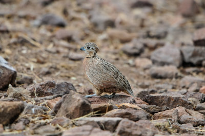 Davis Mtns SP 3-16-12 1433-0216.jpg