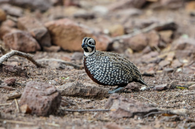 Davis Mtns SP 3-16-12 1450-0217.jpg