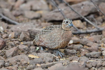Davis Mtns SP 3-16-12 1455-0218.jpg