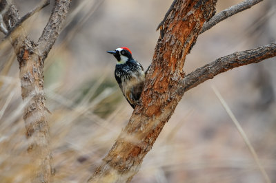 Davis Mtns SP 3-16-12 1129-0190.jpg